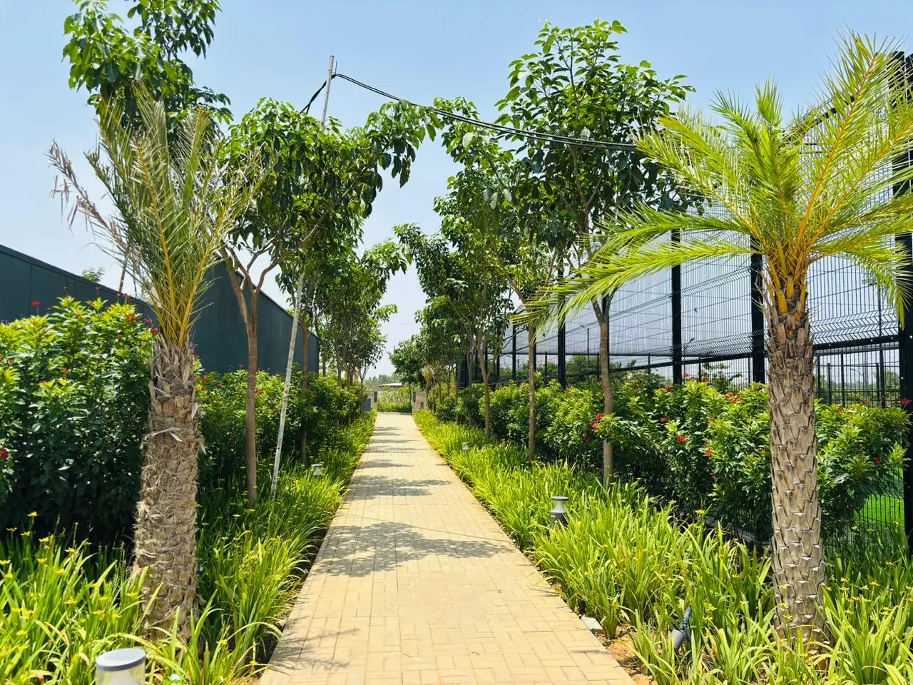 Garden walkway with palms